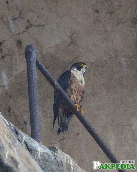 Shaheen Falcon