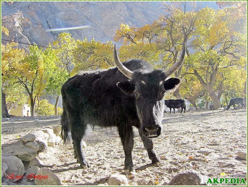 bzo is its local name in balti and is type of bull located in skardu baltistan
