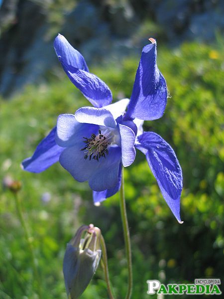 Granny's bonnet