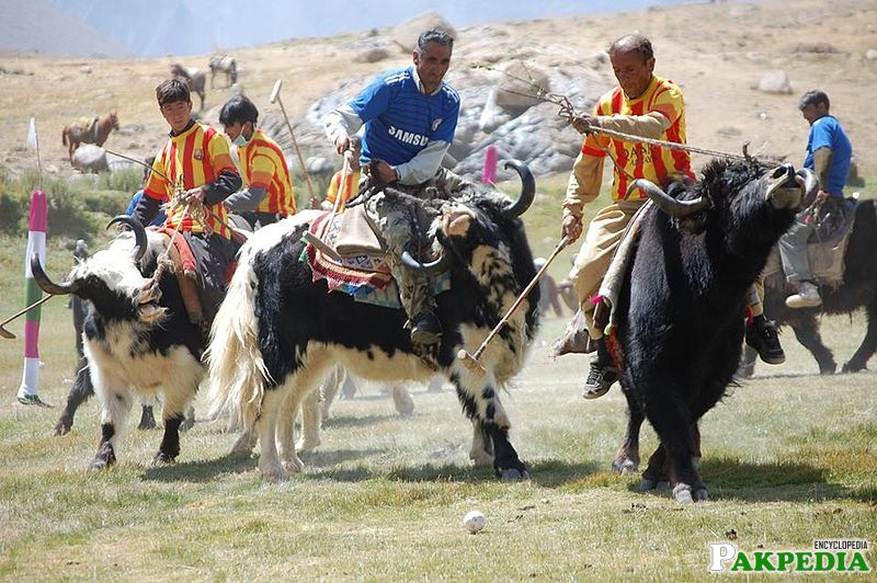 Yak polo