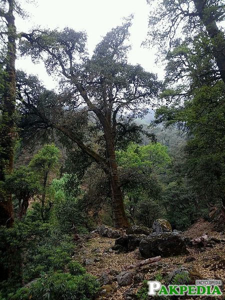 Himalayan oak