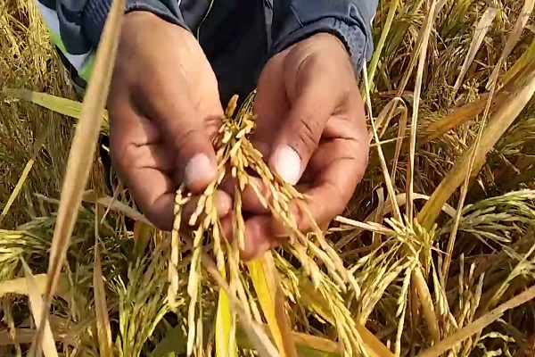 Basmati Rice production