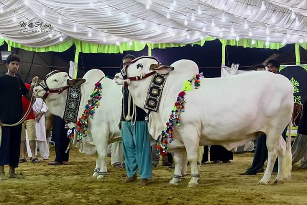 Eid ul Adha 2021 Pakistan