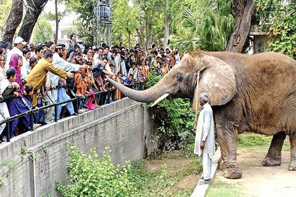 Lahore Zoo ticket price