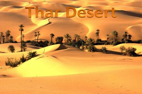 Thar Desert vegetation