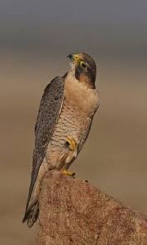Shaheen Falcon Feeding Breeding Pakistani Shaheen And