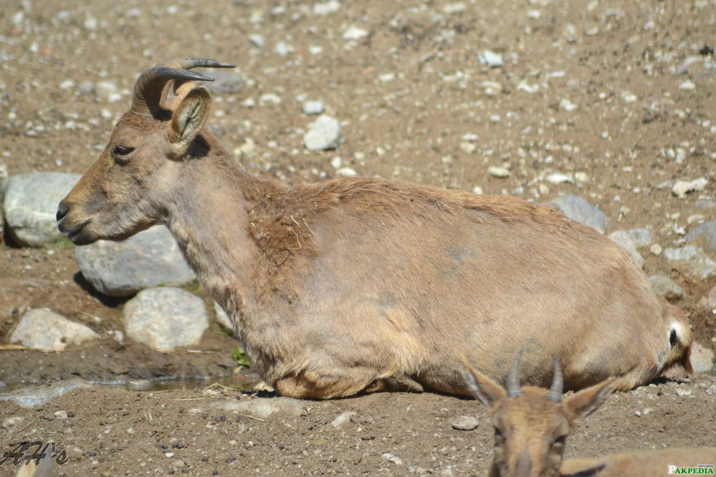 Photo of little Markhor Goat