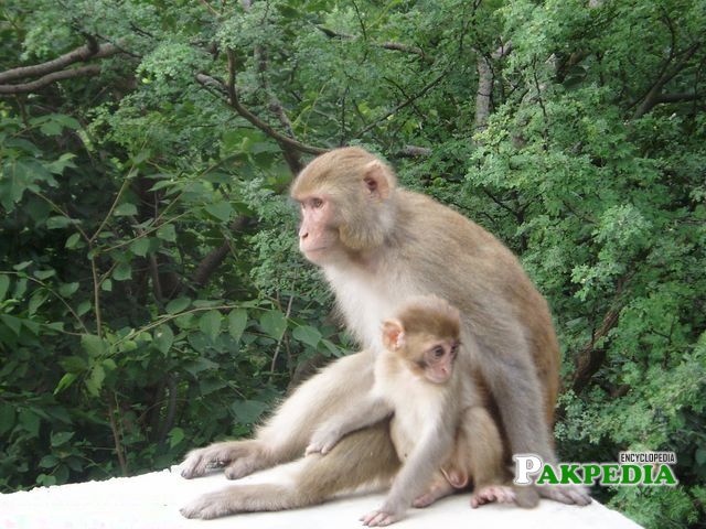 Monkeys around the Margalla Hills on daily basis, an attraction