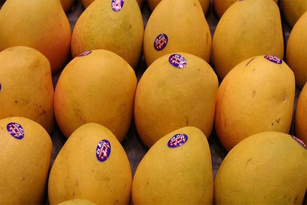 types of Pakistani Mango